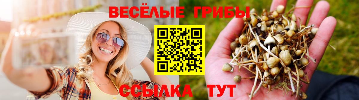 Псилоцибиновые грибы Psilocybine cubensis Елец